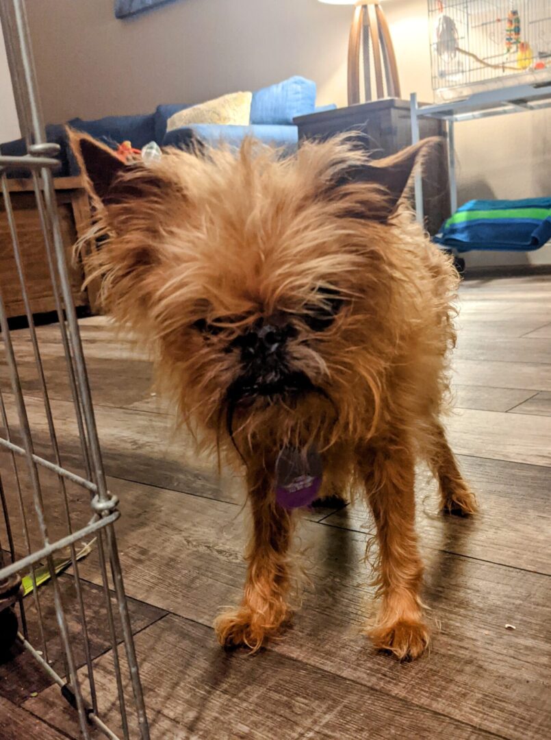 A small dog standing in front of a cage.