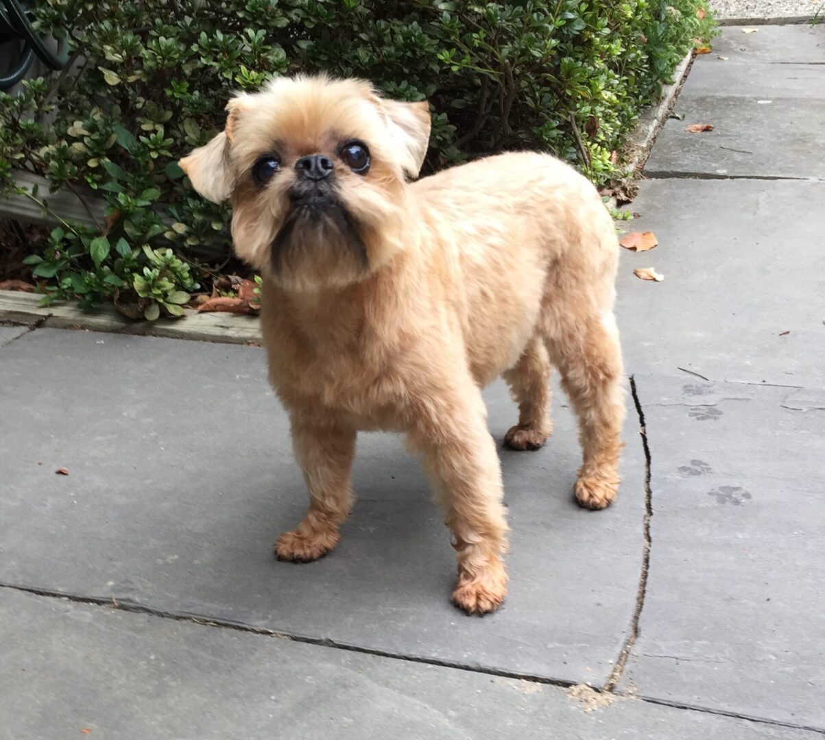 A Brussels Griffon with fluffy light brown fur