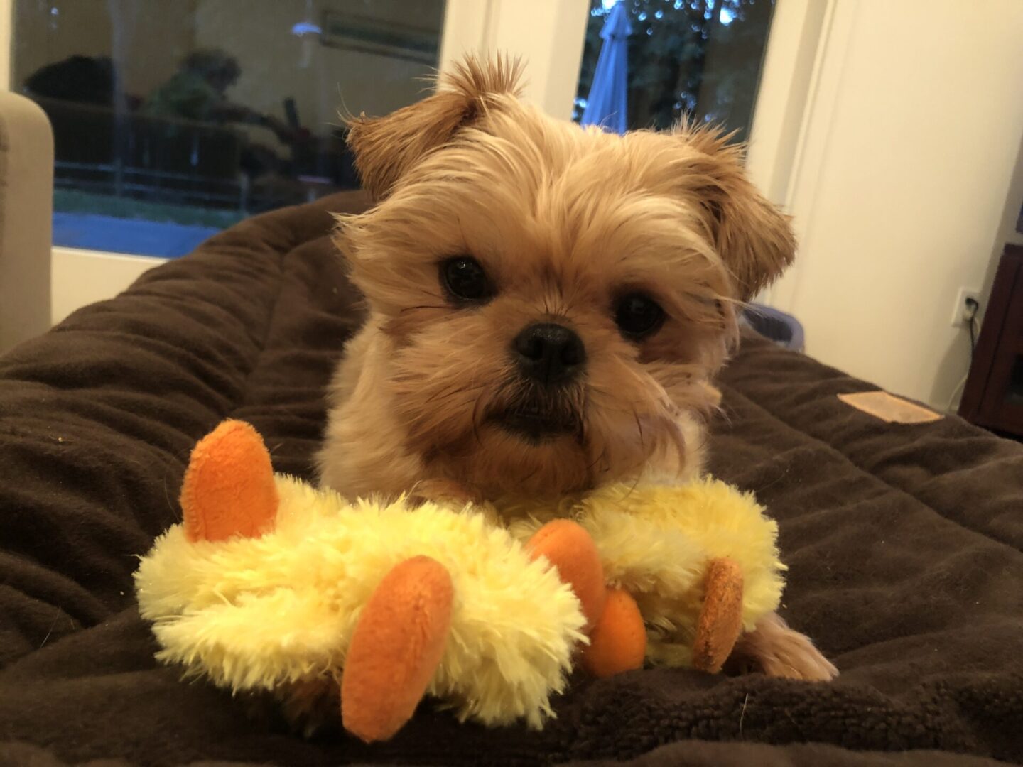 A Brussels Griffon with a duck plushie