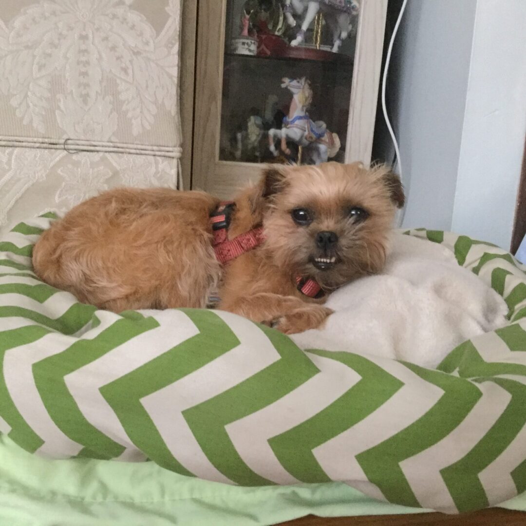 A cute Brussels Griffon laying on a white and green dog bed