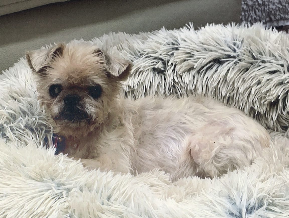 In Memory Of Abby - National Brussels Griffon Rescue, Inc.