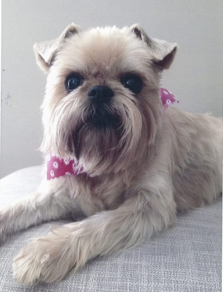 A Brussels Griffon wearing a pink bow named Abby