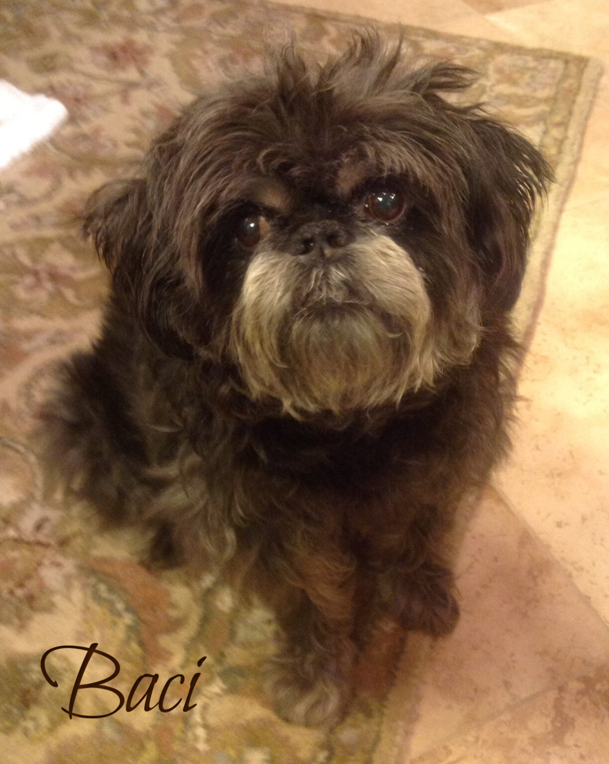 In Loving Memory Of Baci & Scootie Morris - National Brussels Griffon ...