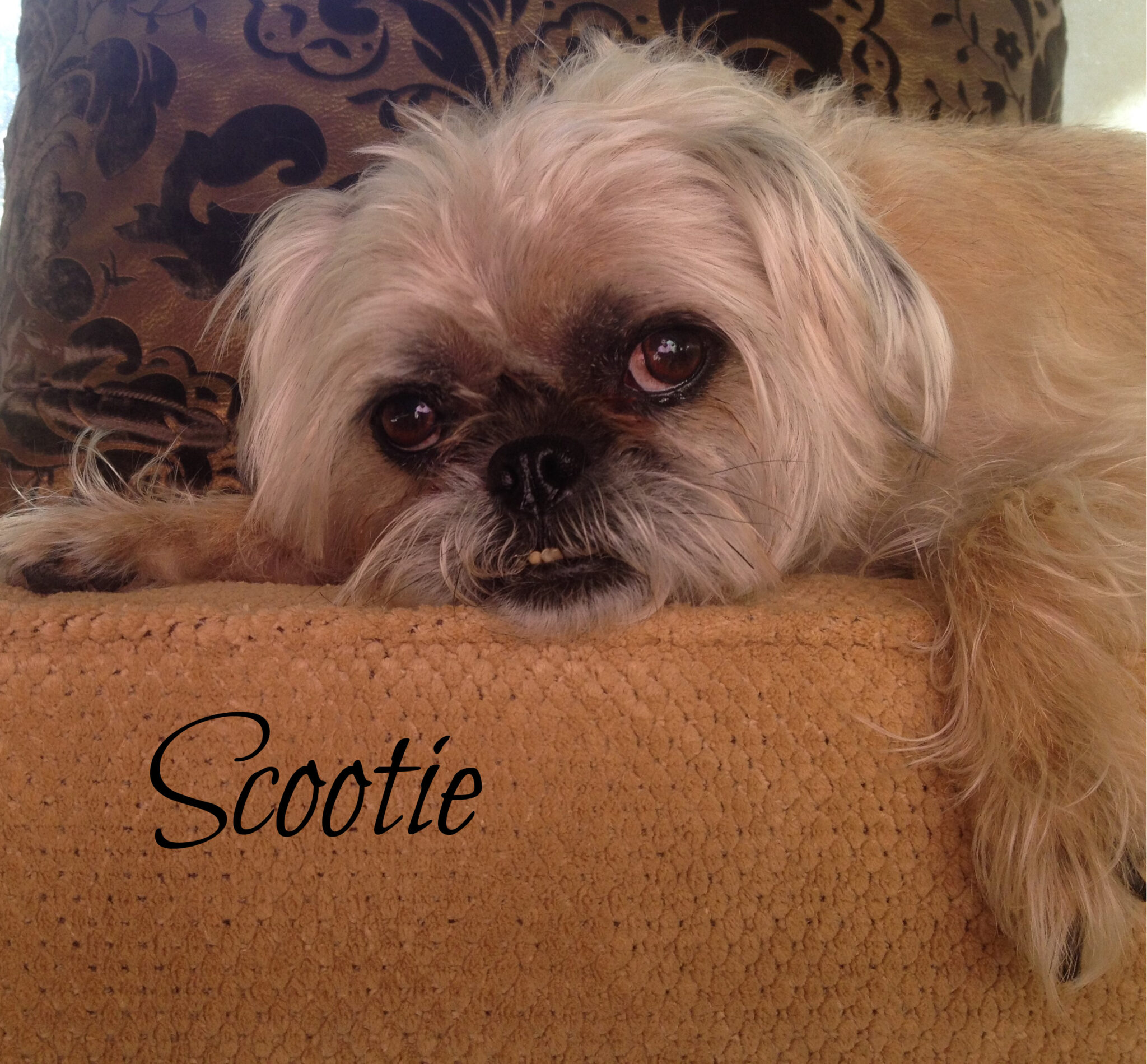 In Loving Memory Of Baci & Scootie Morris - National Brussels Griffon ...