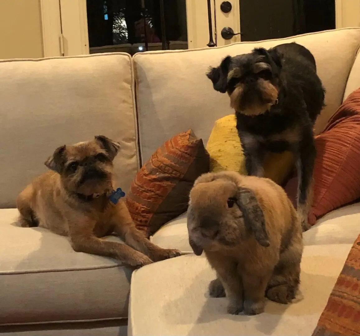 Two Brussels Griffon and a rabbit on a couch