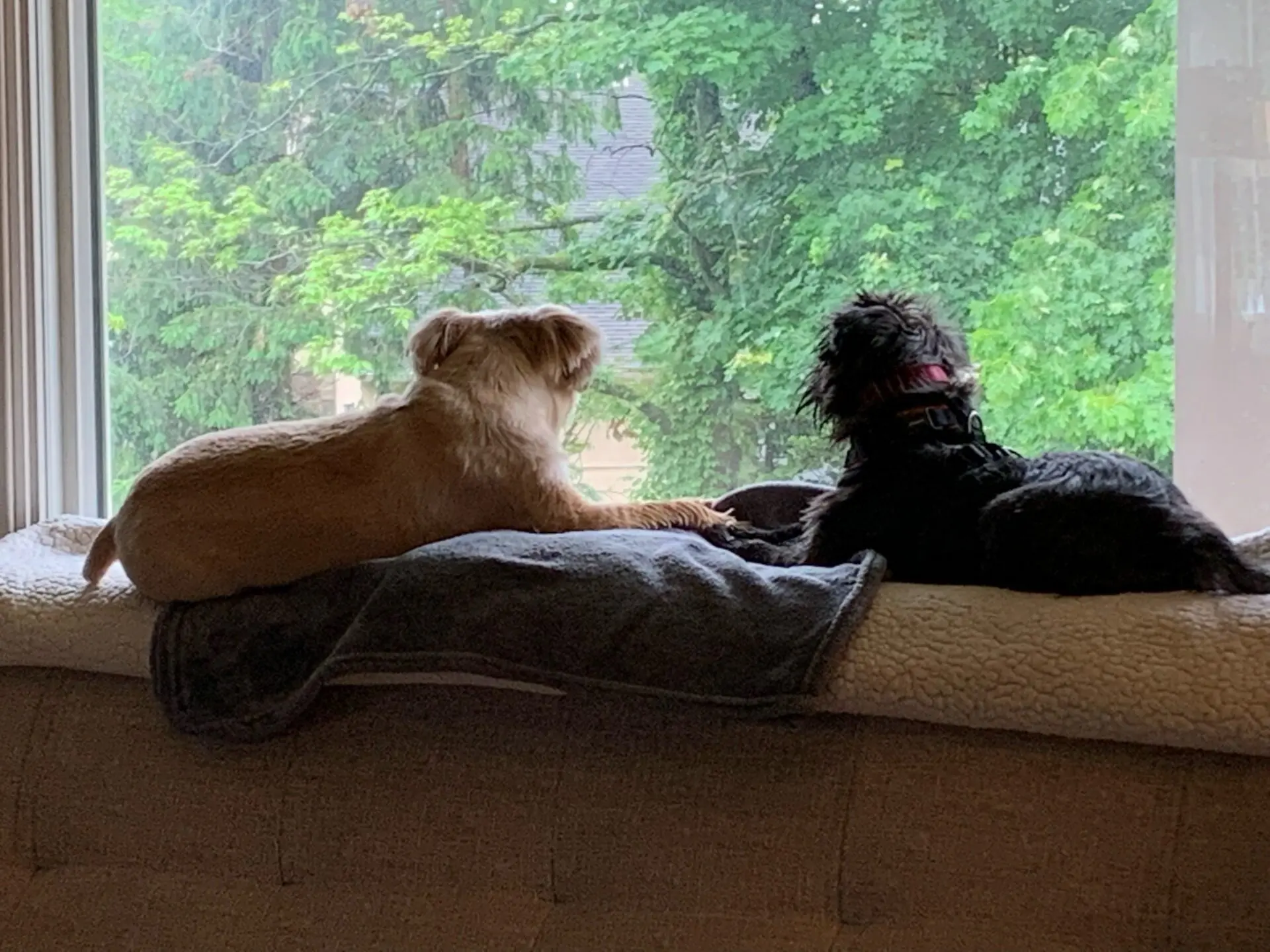 Two Brussels Griffon looking out the window