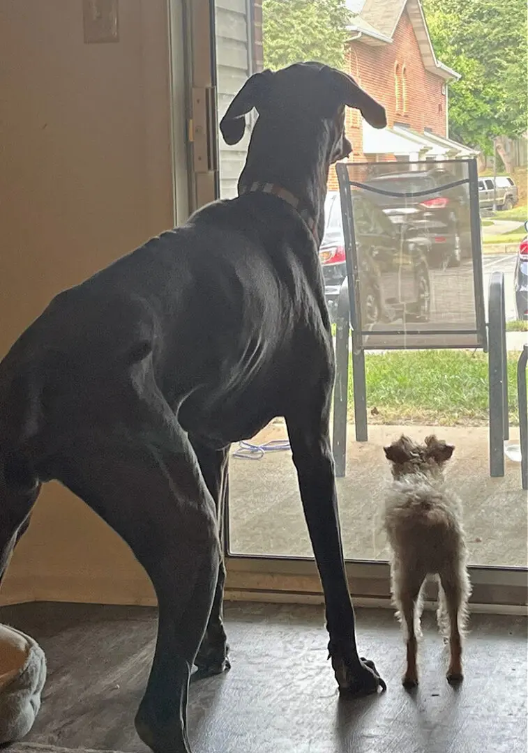 A small and big dog looking out a sliding door