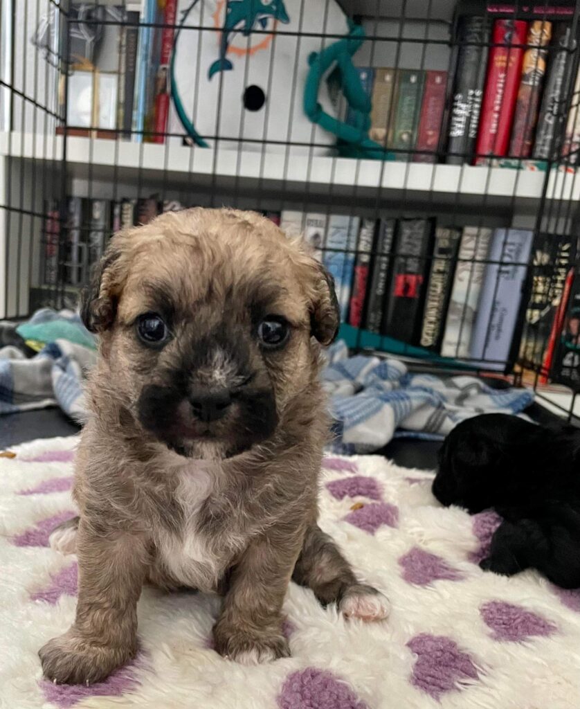 A Brussels Griffon puppy named Tofu