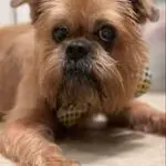 A Brussels Griffon with long brown fur named Jack