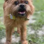 A brown Brussels Griffon with long fur named Jack