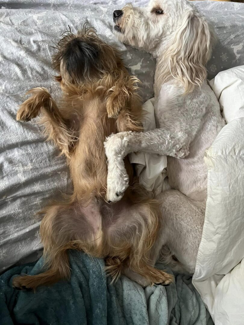 Two Brussels Griffon Dogs on Bed at adoptive Family Home