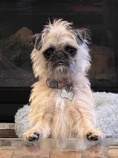 A small dog sitting on top of a blanket.