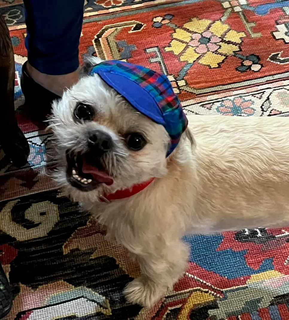 closeup shot of a dog Otis wearing a cap
