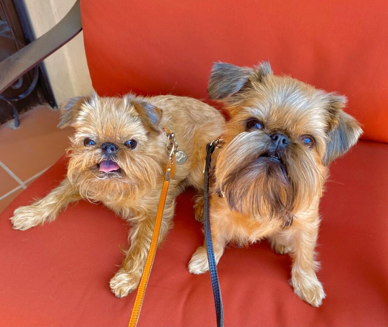 Two Dogs, Yara and Remy on a chair