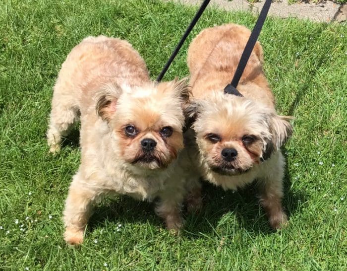 Cassidy 3715 and Jessie 3716 6A Two small dogs standing on a leash in the grass.