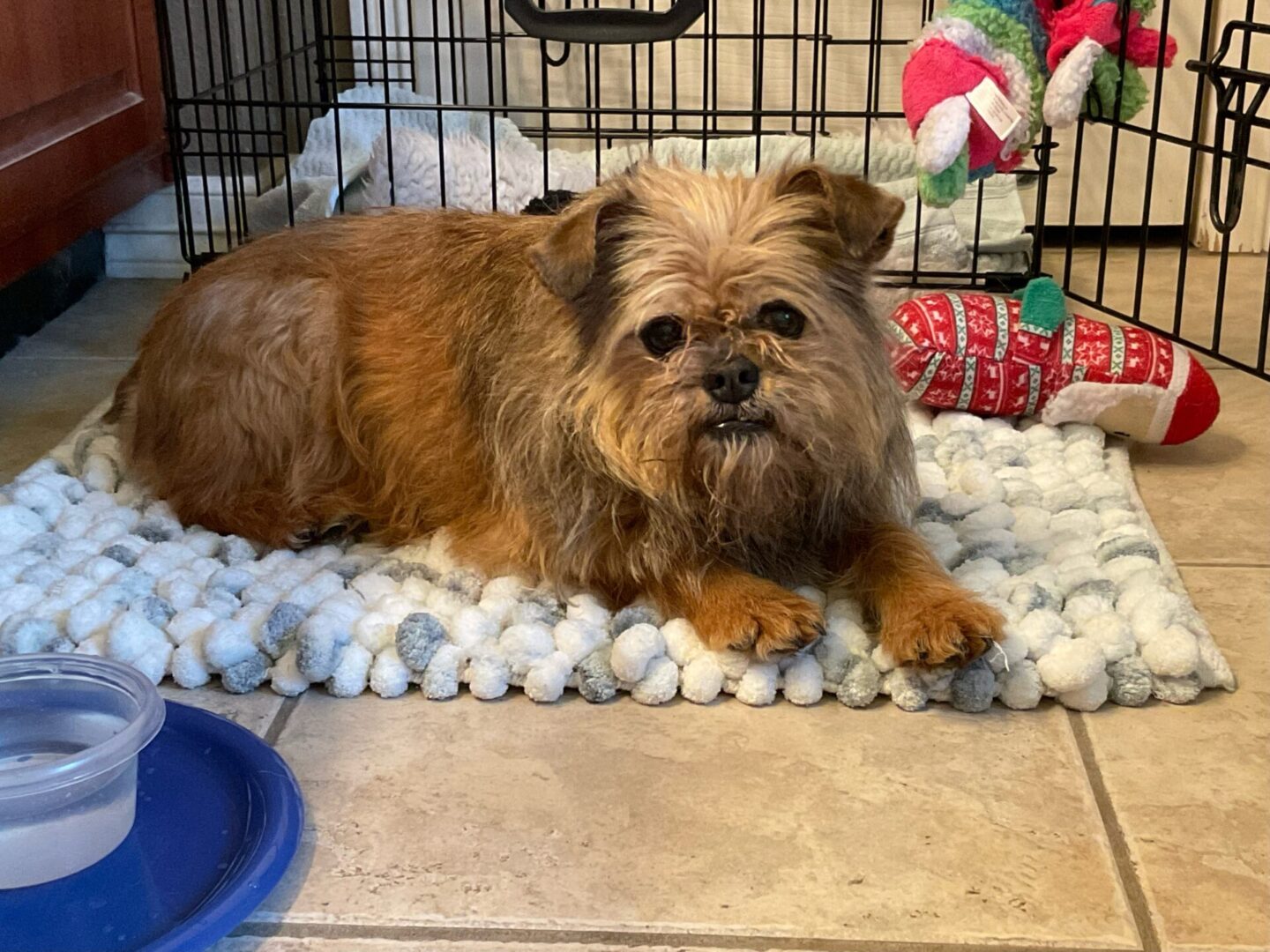 Brussels griffon for 2024 adoption near me