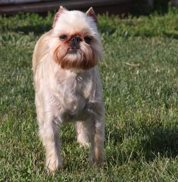 A small dog standing in the grass.