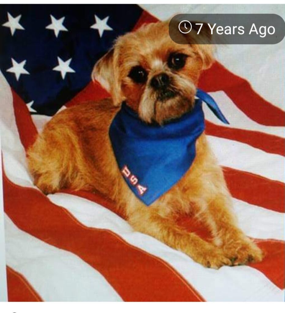 A dog with a bandana on sitting in front of an american flag.