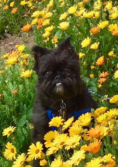 A black dog sitting in the middle of some yellow flowers.