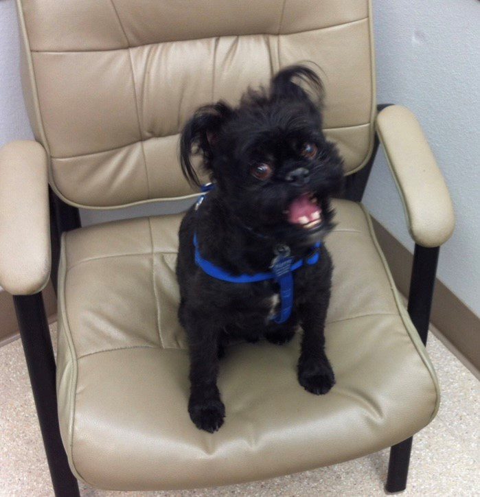 A black dog sitting on top of a brown chair.