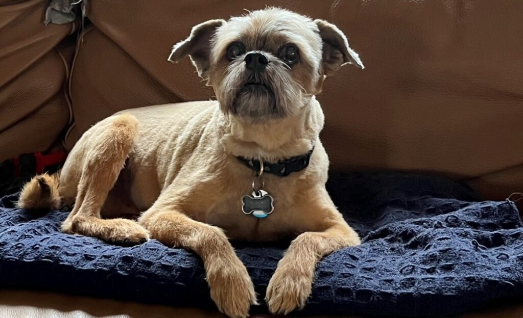 A dog laying on top of a blanket.