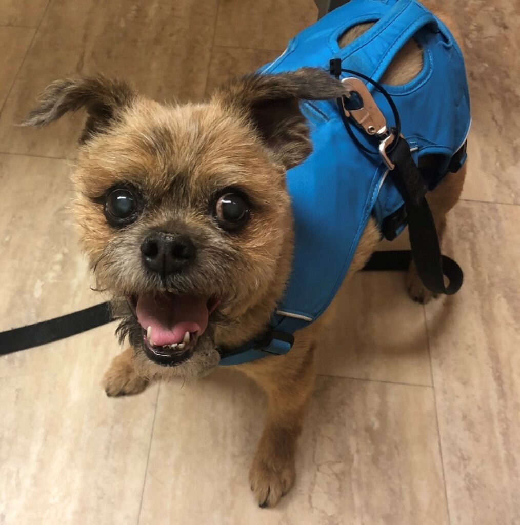 A small dog wearing a blue harness and leash.