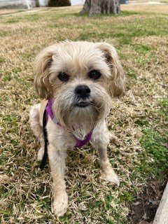 A small dog with a purple harness on sitting in the grass.