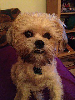 A small dog sitting on top of a purple blanket.