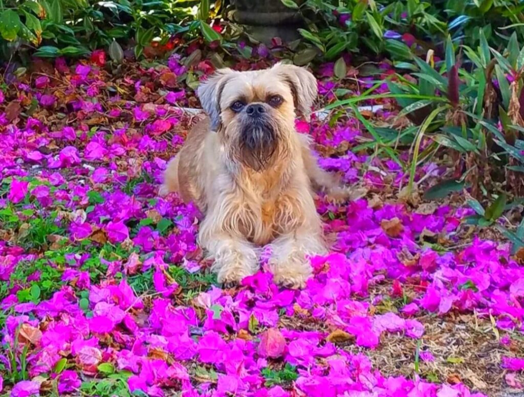 A dog sitting in the middle of some flowers