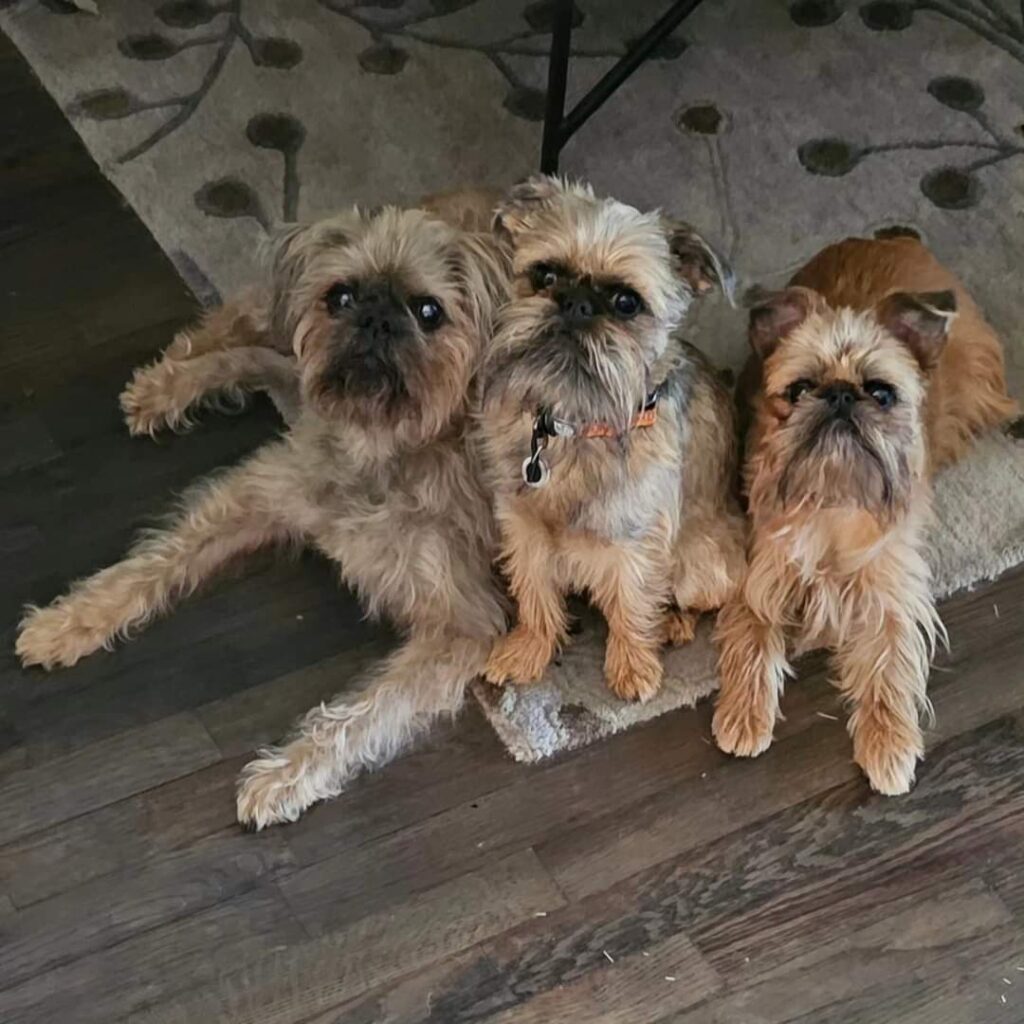 Three dogs sitting on the floor of a room.