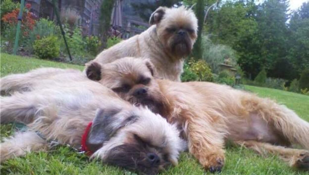 Three dogs sitting on the floor of a room.