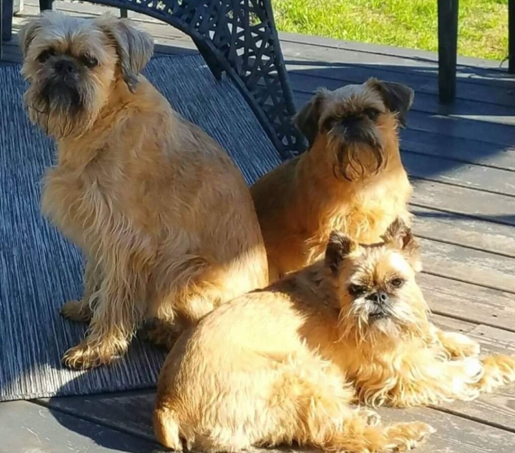 Three dogs sitting on the floor of a room.