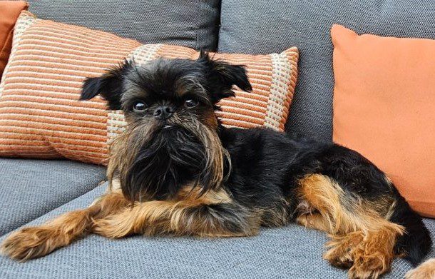 A black and brown dog laying on top of a couch.