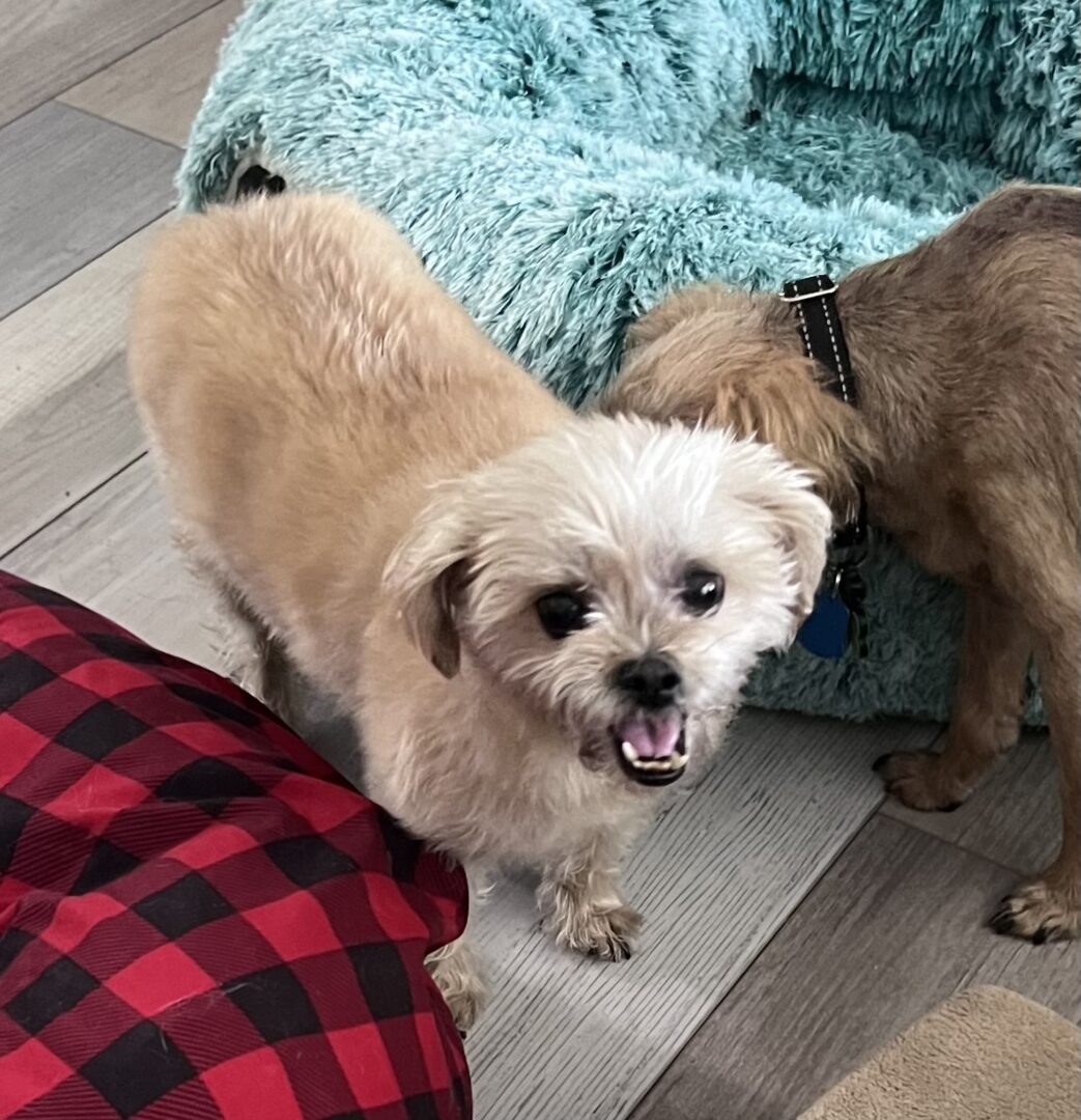 Two dogs are standing on the floor near a blanket.