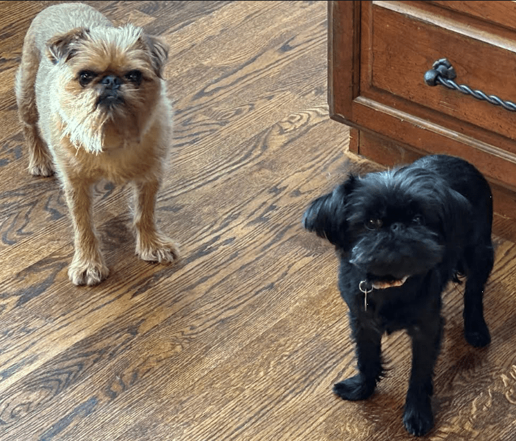 Brody-and-buddy 3871 HE Brody-and-buddy 3871 HE
