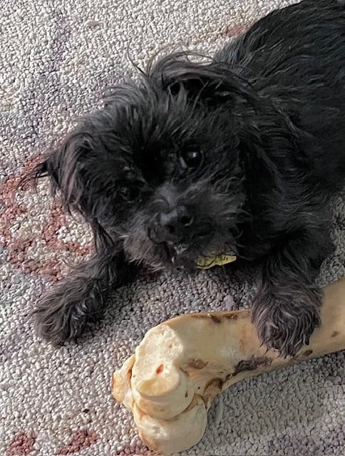 Sammy-3861-Happy-Tails_New-Beginnings Sammy-3861-Happy-Tails_New-Beginnings
