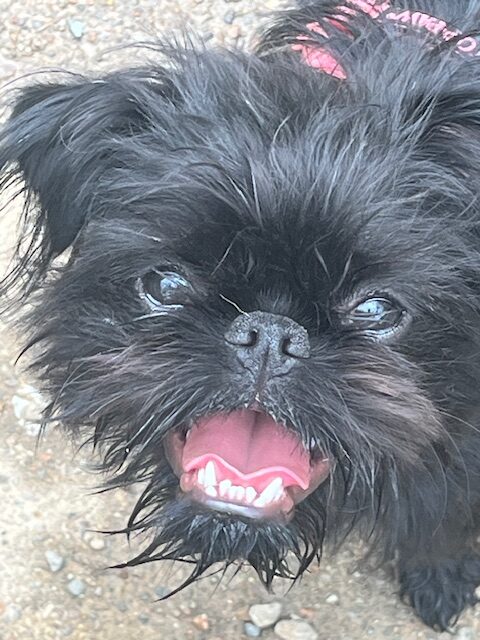 Betty FKA Sophie 3837 HE Black dog with open mouth, smiling.