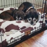 Two dogs cuddling in a cozy bed.