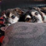 Two small dogs resting on blanket.