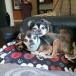 Two small dogs cuddling on a patterned blanket.