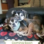 Two small dogs cuddling on a couch.