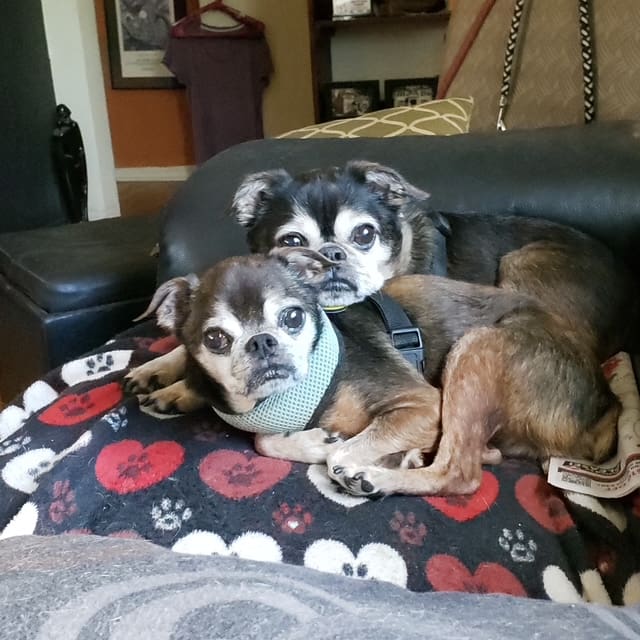 Murphy 3883 Louie 3882 TILE Two small dogs cuddling on a patterned blanket.
