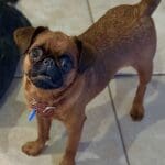 Small brown dog standing on tiled floor.