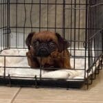 Dog lying in a metal crate.