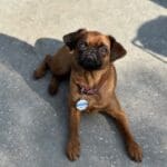 Small brown dog sitting on concrete ground.