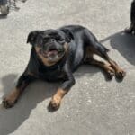 Black dog lying on concrete, sunlit.