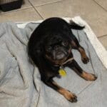 Black and tan dog on a blanket.