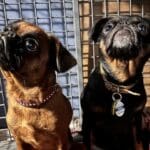Two small dogs sitting in a crate.