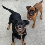Two small dogs standing on concrete pavement.