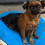 Two small dogs on a blue cushion.